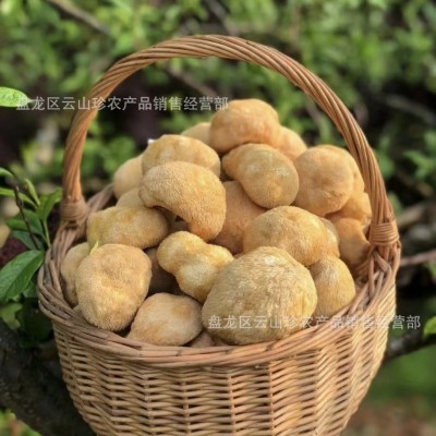 【云南特产】猴头菇猴头菌产地批发一键代发食用菌煲汤食材图3