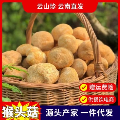 【云南特产】猴头菇猴头菌产地批发一键代发食用菌煲汤食材