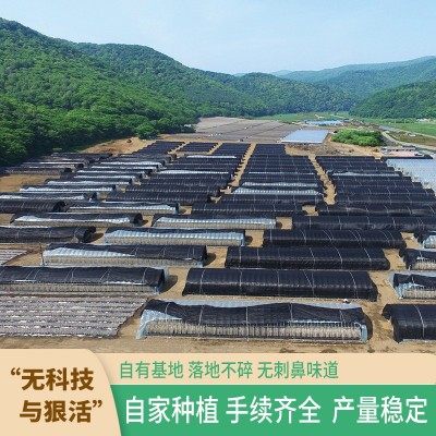 东北黑木耳干货肉厚无添加无增重无干燥剂500g长白山源头厂家图5