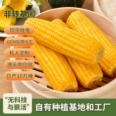 东北玉米棒非转基因吉林糯玉米独立真空包装黄玉米一件代发批发