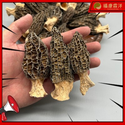 【精品羊肚菌】5-8中个头厂家批发图2