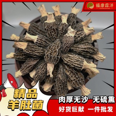 【精品羊肚菌】5-8中个头厂家批发