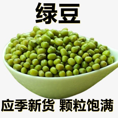 新鲜绿豆250-500克产地直供应季新货颗粒饱满搭配杂粮粥 食品配料