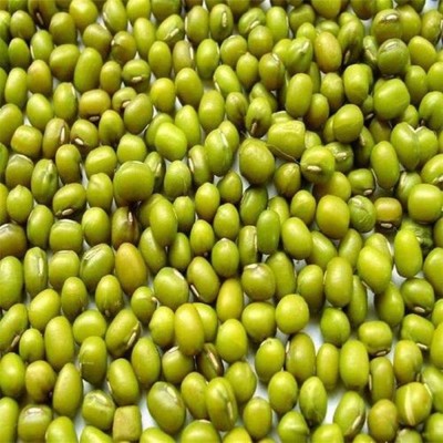 新鲜绿豆250-500克产地直供应季新货颗粒饱满搭配杂粮粥 食品配料图4