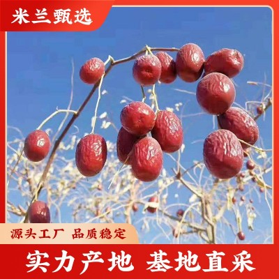 红枣新疆灰枣漠上果园阿克苏产地直发一级红枣口感香甜批发代发图3