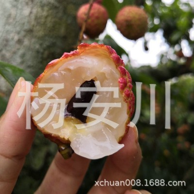 桂味荔枝5斤净重包邮新鲜当季水果孕妇水果非妃子笑荔枝王图4