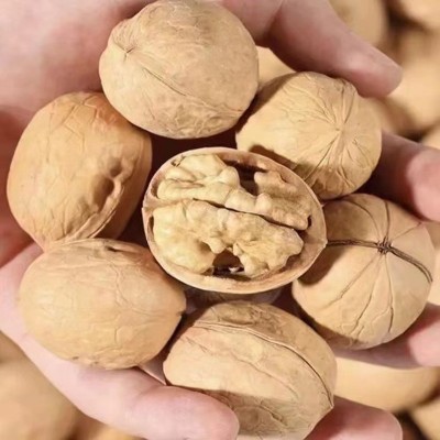 【代发】新疆纸皮生核桃批发500g 185大核桃手剥即开阿克苏生核桃图4