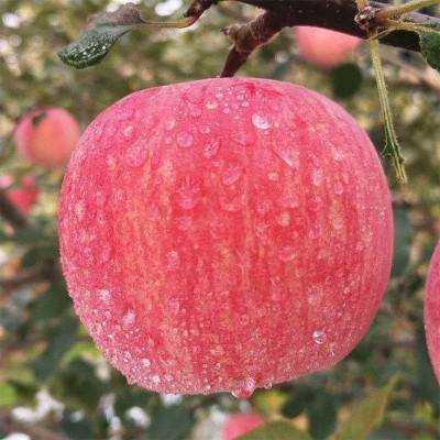 当季新鲜水果批发代发山东烟台栖霞红富士苹果5/10斤黄心条纹大果