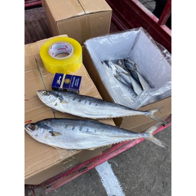 源头工厂】北海特产公马鲛鱼咸鱼干渔鲅鱼干海味海鲜水产干货批发图4