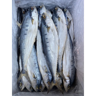源头工厂】北海特产公马鲛鱼咸鱼干渔鲅鱼干海味海鲜水产干货批发图5