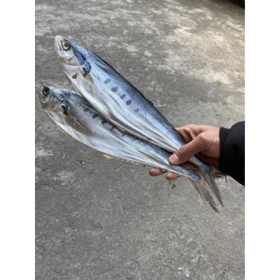 源头工厂】北海特产公马鲛鱼咸鱼干渔鲅鱼干海味海鲜水产干货批发
