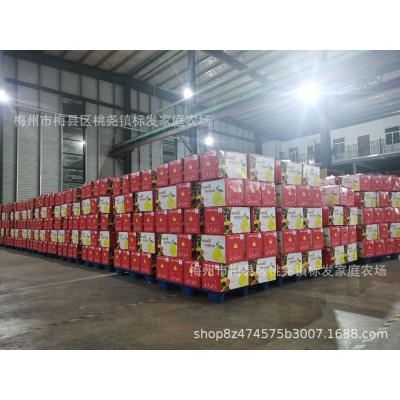 梅州蜜柚出口白肉海外包装 自家农场果园种植出口资质齐全GAP证书图2