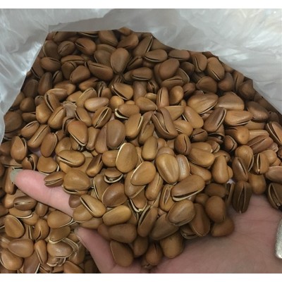 特大坚果 东北开口松子净含量500g罐装 支持各种规格图4