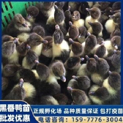养殖场多品种大种黑番鸭苗 包打疫苗 英诚农业图3