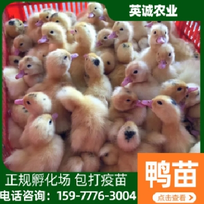 养殖场多品种大种黑番鸭苗 包打疫苗 英诚农业图5