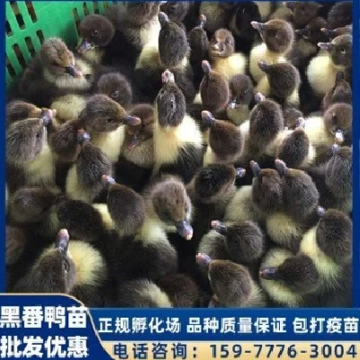 养殖场多品种大种黑番鸭苗 包打疫苗 英诚农业图2