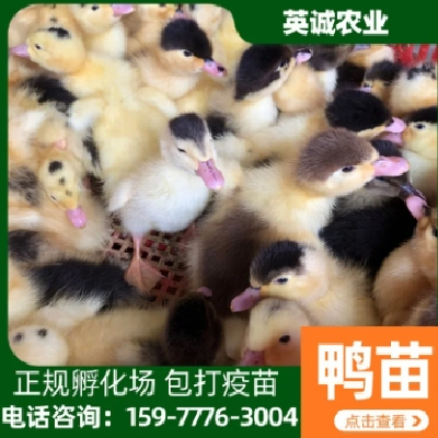 养殖场多品种大种黑番鸭苗 包打疫苗 英诚农业图4