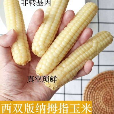 源头工厂直发云南西双版纳拇指小玉米真空锁鲜图3