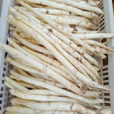 合意种植农民专业合作社 白芦笋条 青芦笋基地供应图4