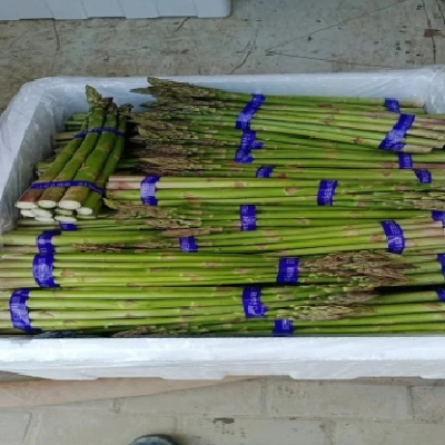 合意种植农民专业合作社 白芦笋条 青芦笋基地供应
