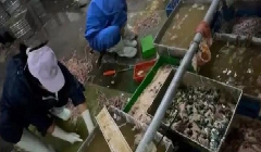 鹅肠加工脚踩挤粪血水上色：食品安全触目惊心，加大执法刻不容缓