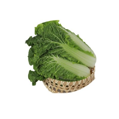 高山毛白菜