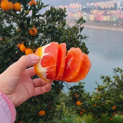中华红血橙湖北秭归红肉红心脐橙现摘新鲜橙子整箱水果批发红橙图3