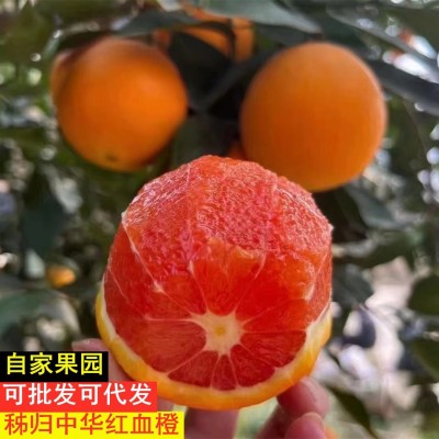 中华红血橙湖北秭归红肉红心脐橙现摘新鲜橙子整箱水果批发红橙图5