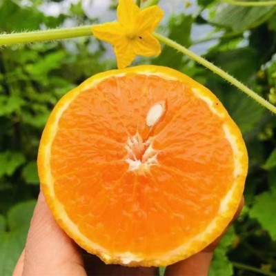 秭归夏橙9分甜橙子脐橙果园现摘新鲜多汁薄皮应季水果整箱 批代发图4