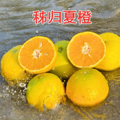 秭归夏橙9分甜橙子脐橙果园现摘新鲜多汁薄皮应季水果整箱 批代发图2