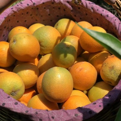 秭归夏橙9分甜橙子脐橙果园现摘新鲜多汁薄皮应季水果整箱 批代发图3