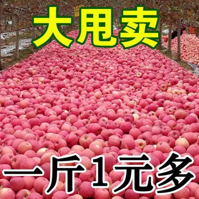 山东红富士苹果新鲜应季水果脆甜多汁当季红富士苹果批发图2