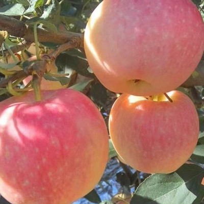 山东红富士苹果新鲜应季水果脆甜多汁当季红富士苹果批发图4