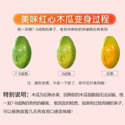 红心木瓜10斤整箱海南冰糖心木瓜新鲜雷州当季热带水果青木瓜批发图2