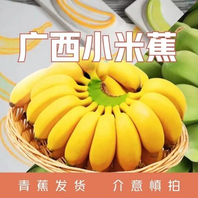 广西产地直供新鲜小米蕉粉蕉新鲜当季水果米蕉生鲜现摘香蕉 皇帝蕉图3
