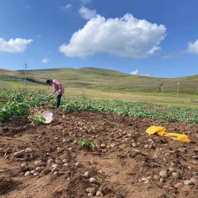 云南大山包七彩土豆现挖新鲜紫皮乌心土豆当季蔬菜马铃薯洋芋包邮图2