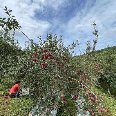 云南昭通冰糖心丑苹果水果新鲜脆甜红富士当季产地直销包邮图2