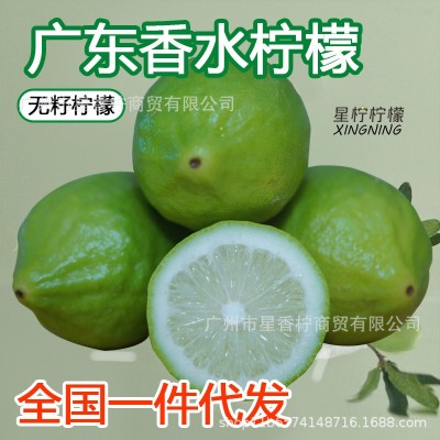 水果整箱香水柠檬10斤新鲜现摘绿色青柠檬奶茶店专用批发图2