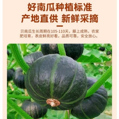 沃鲜汇粉糯贝贝南瓜新鲜5斤装 自带板栗味小南瓜图2