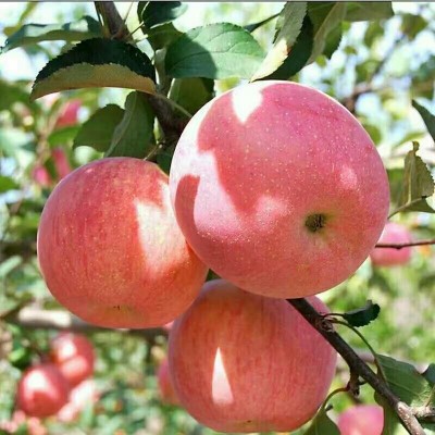正宗红富士苹果甜脆多汁净重4.5-5斤/箱图3