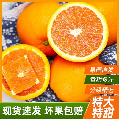 【果园直供】正宗赣南脐橙现摘现发新鲜水果皮薄香甜橙子一件代发图3