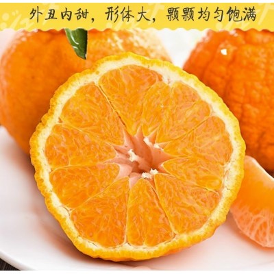 四川耙耙柑春见应当季水果丑八怪橘子一件代发图5
