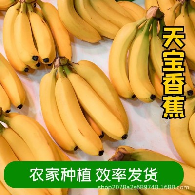 福建漳州天宝精品香蕉农家现摘当季新鲜水果香蕉banana图3