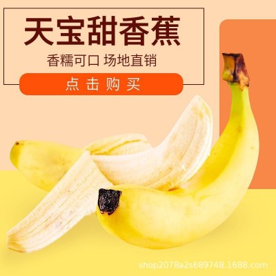 福建漳州天宝精品香蕉农家现摘当季新鲜水果香蕉banana图2