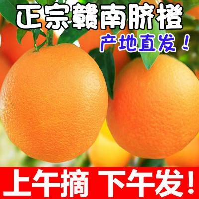 正宗江西赣州寻乌产地诚招代理20斤新鲜现摘现发水果橙子赣南脐橙