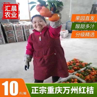 大红袍红桔原产地果园直销皮薄多汁口感酸甜可做陈皮的万县红桔图2