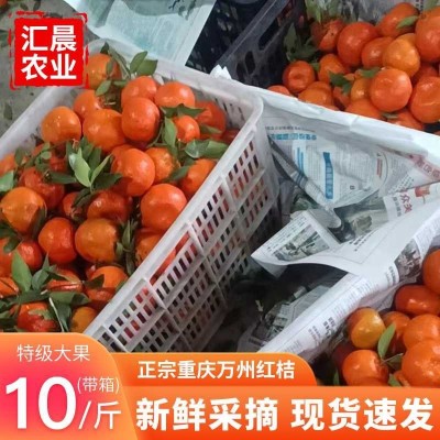 大红袍红桔原产地果园直销皮薄多汁口感酸甜可做陈皮的万县红桔图3