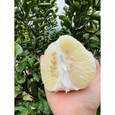 井冈蜜柚金兰柚安福蚕子青柚白柚皮薄肉厚清甜多汁柚子水果图2