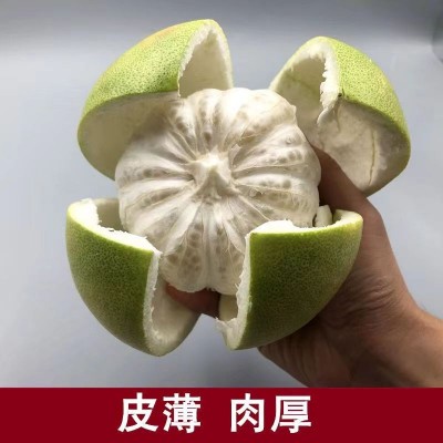井冈蜜柚金兰柚安福蚕子青柚白柚皮薄肉厚清甜多汁柚子水果