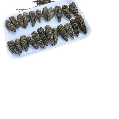 七妹黑纹厚肉羊肚菌爆干货精品5-7公分左头茬细纹批发一件代发图5